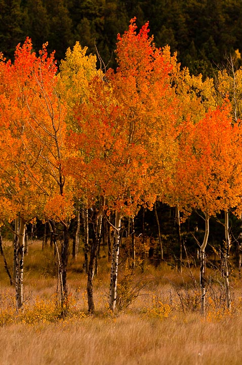 Stan's Trees