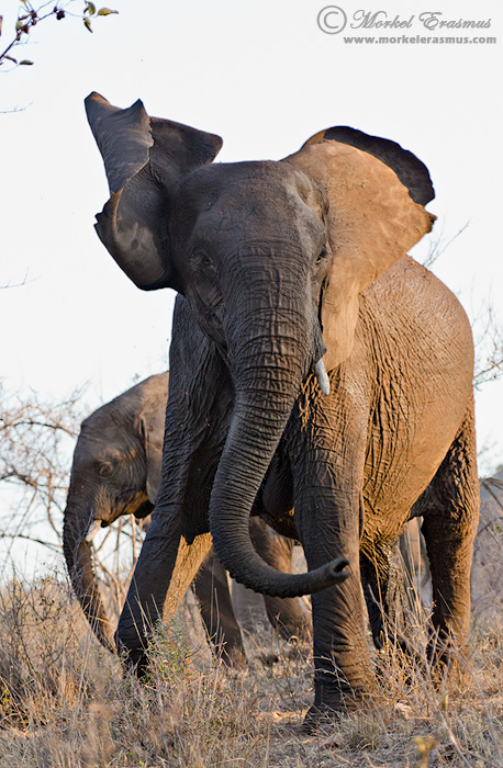 Angry Elephant
