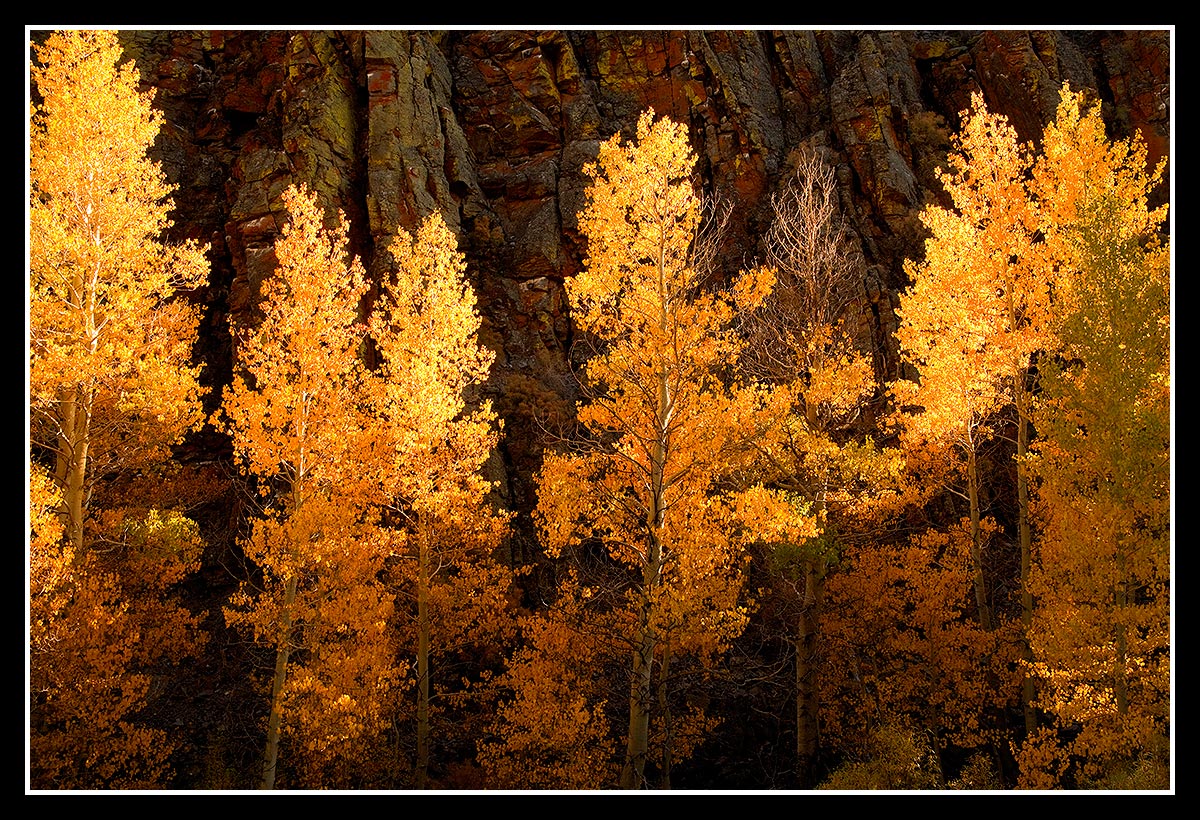 Aspens Aglow