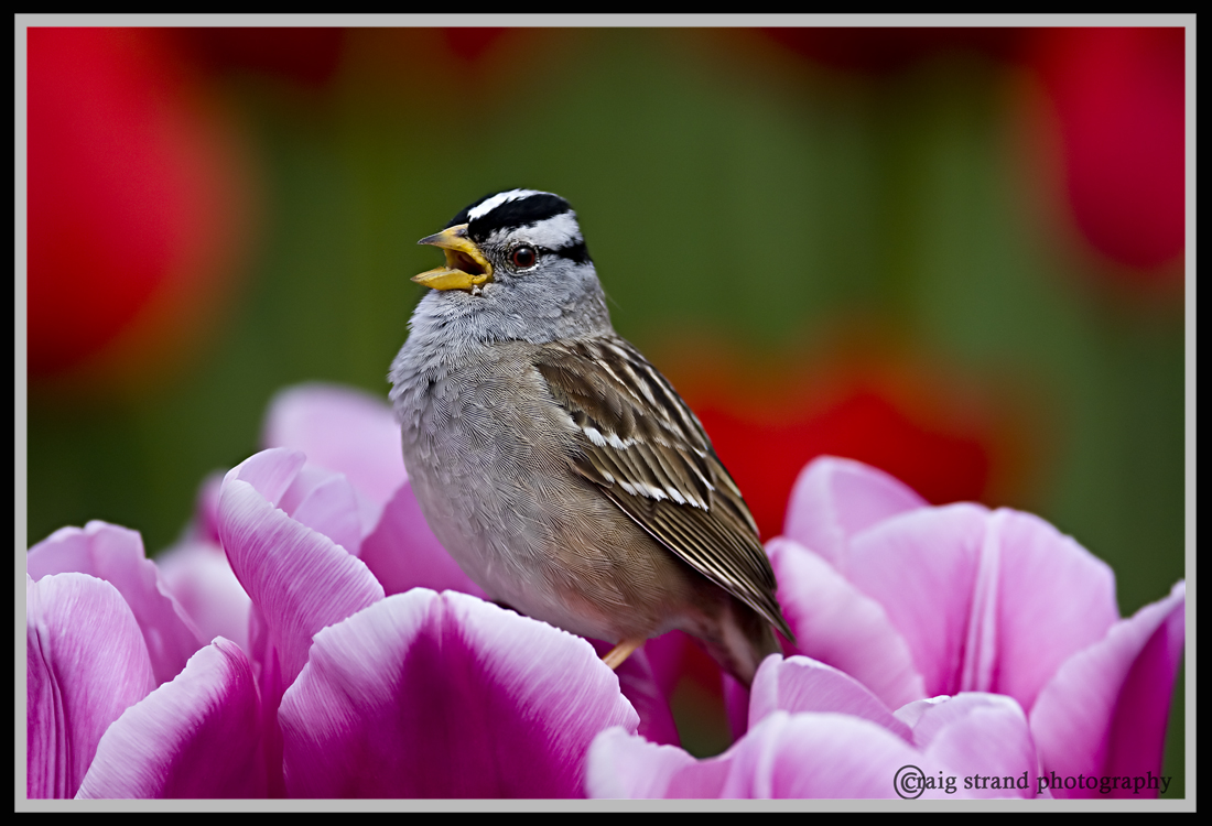 WC503 Sparrow on Tulips