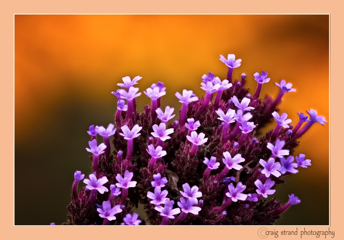Tiny Bouquet