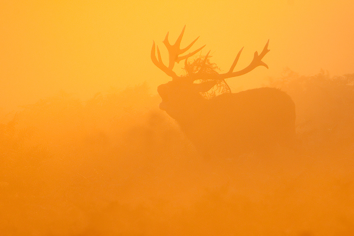 Red Deer