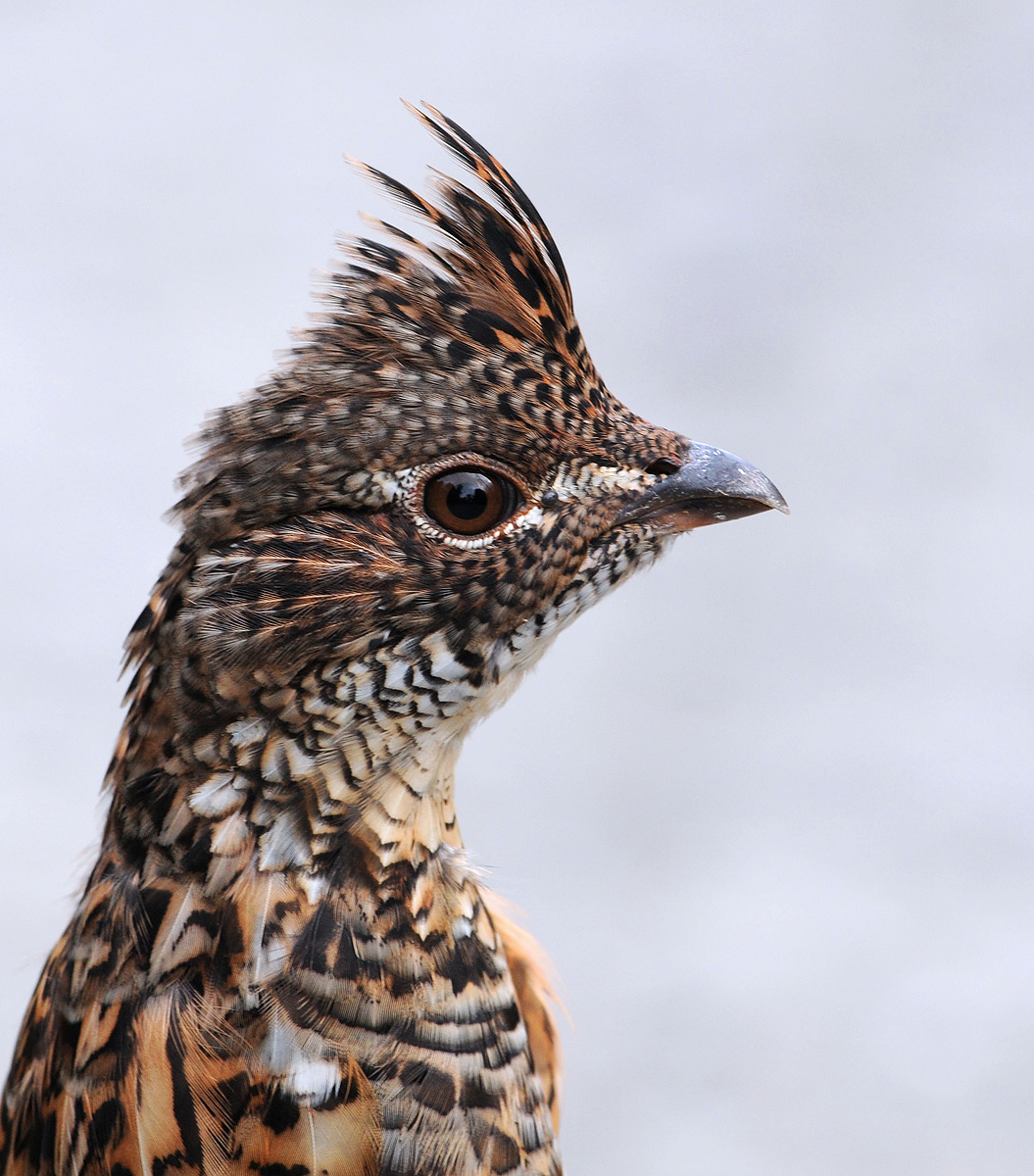 Ruffed Grouse Portrait