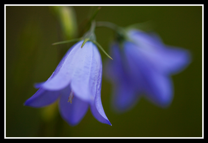 Harebell Duo