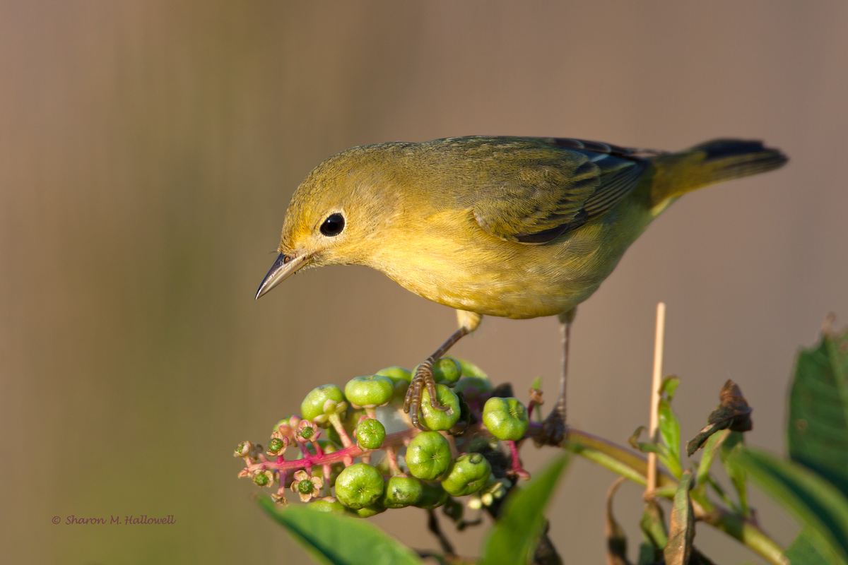 Yellow Warbler
