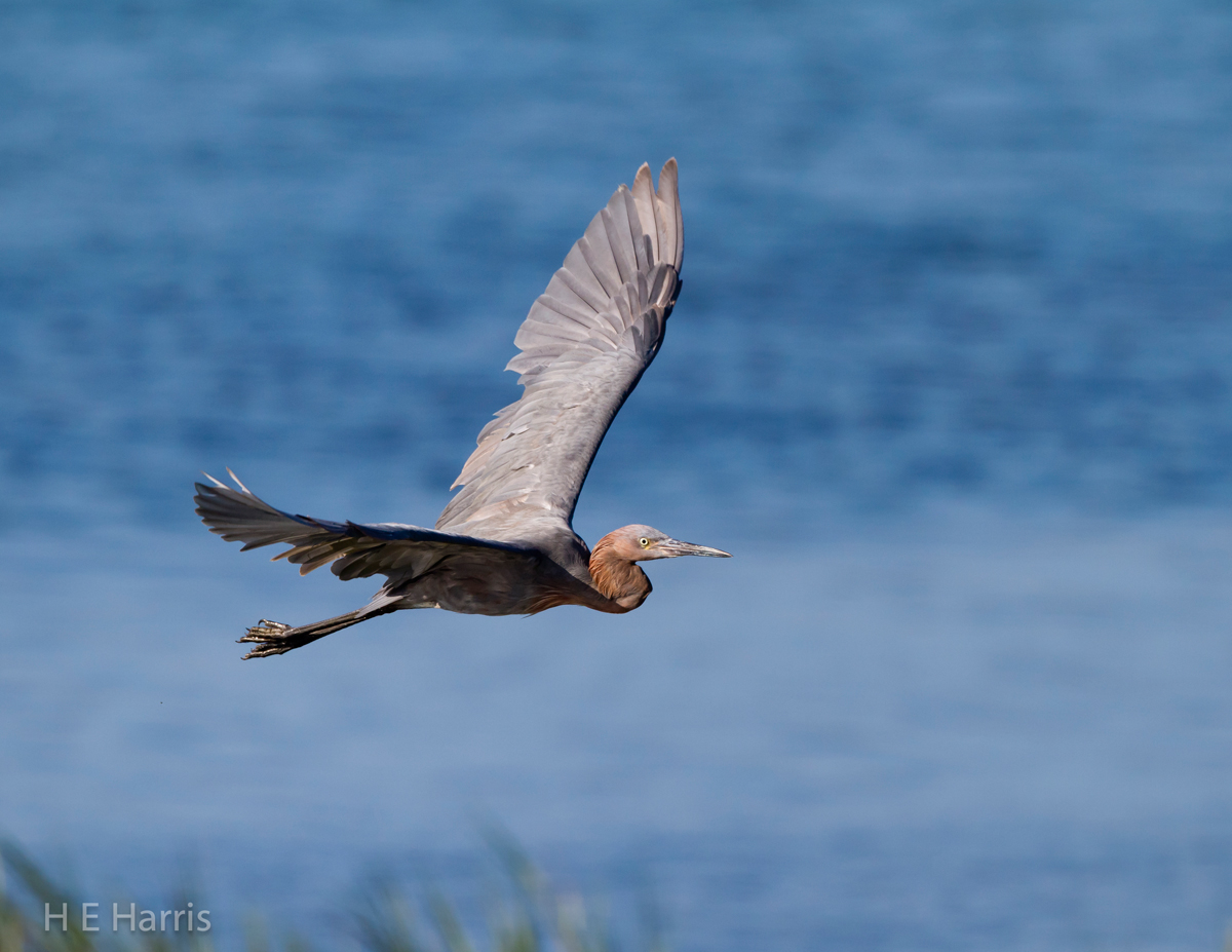 Reddish Egret