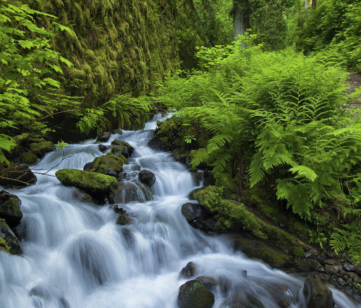 Wahkeena Creek