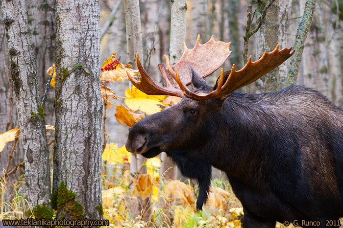 Rutting Moose w/ REPOST
