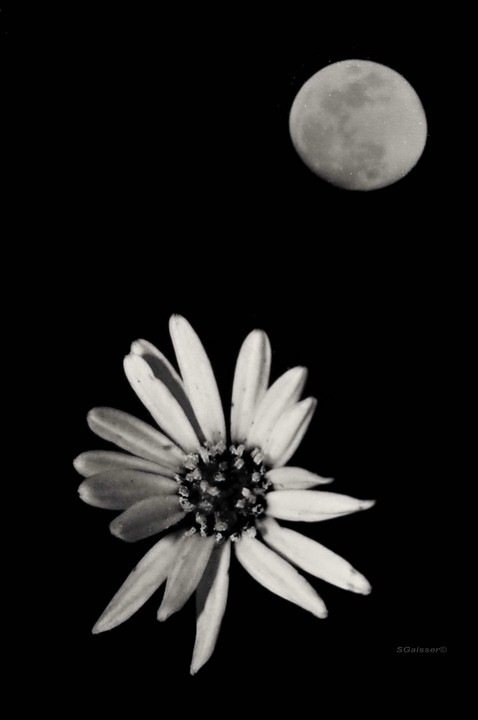 Moon Flower