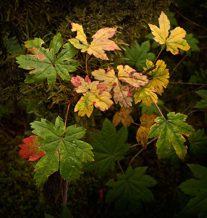 Not So Perfect Fall Leafs