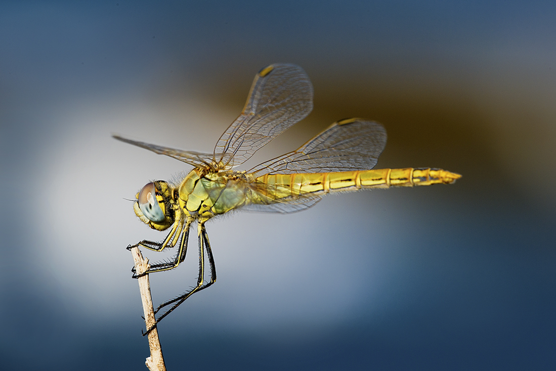 Dragonfly