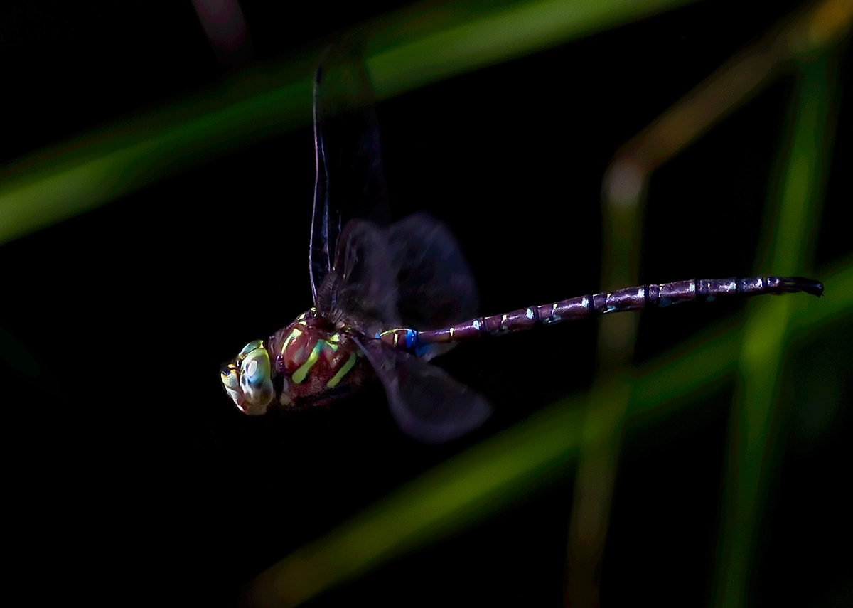 Shadow Darner in Flight