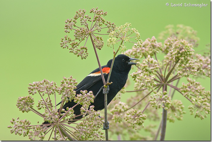 WC 503 Bird and Flower