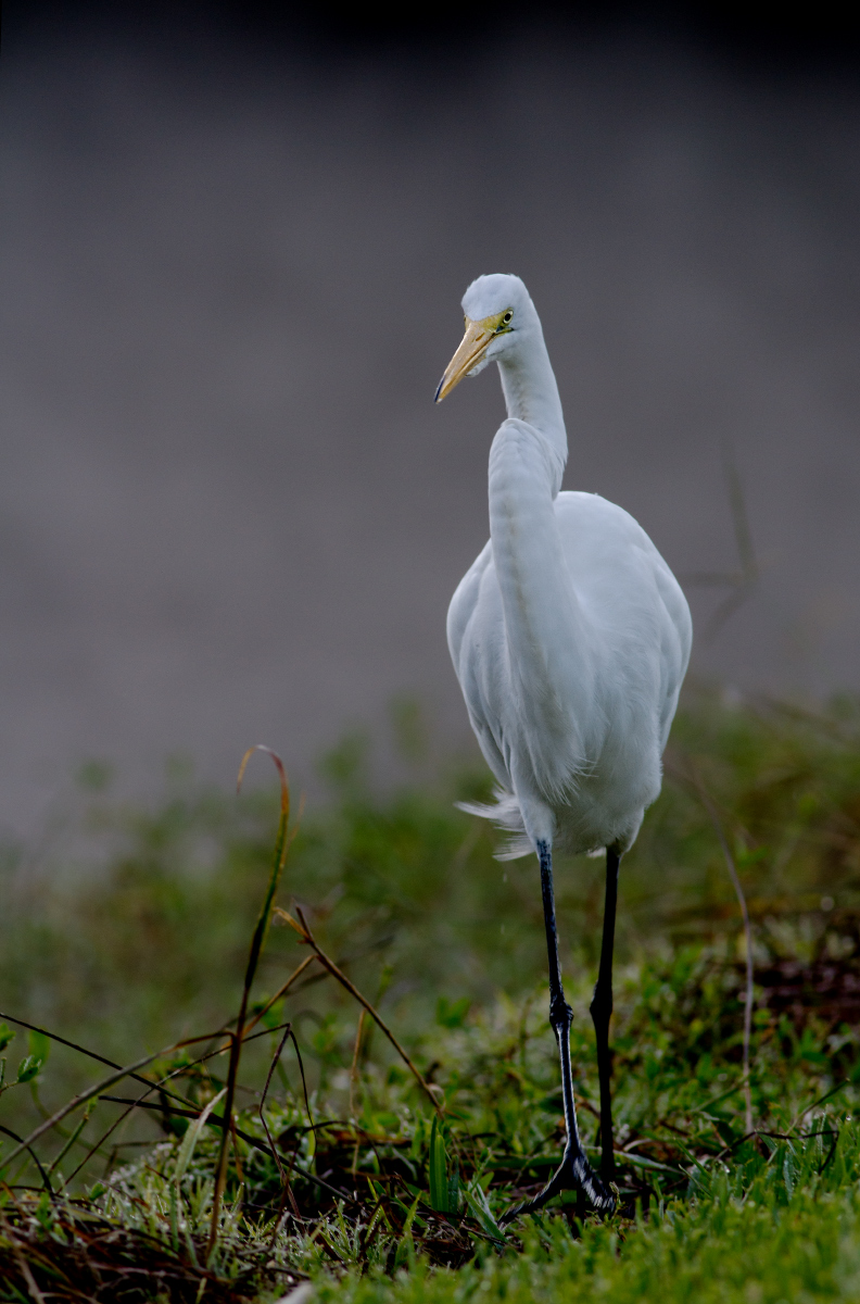 Great Egret + repost