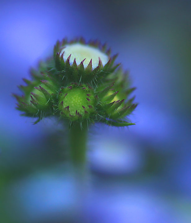 Ageratum buds