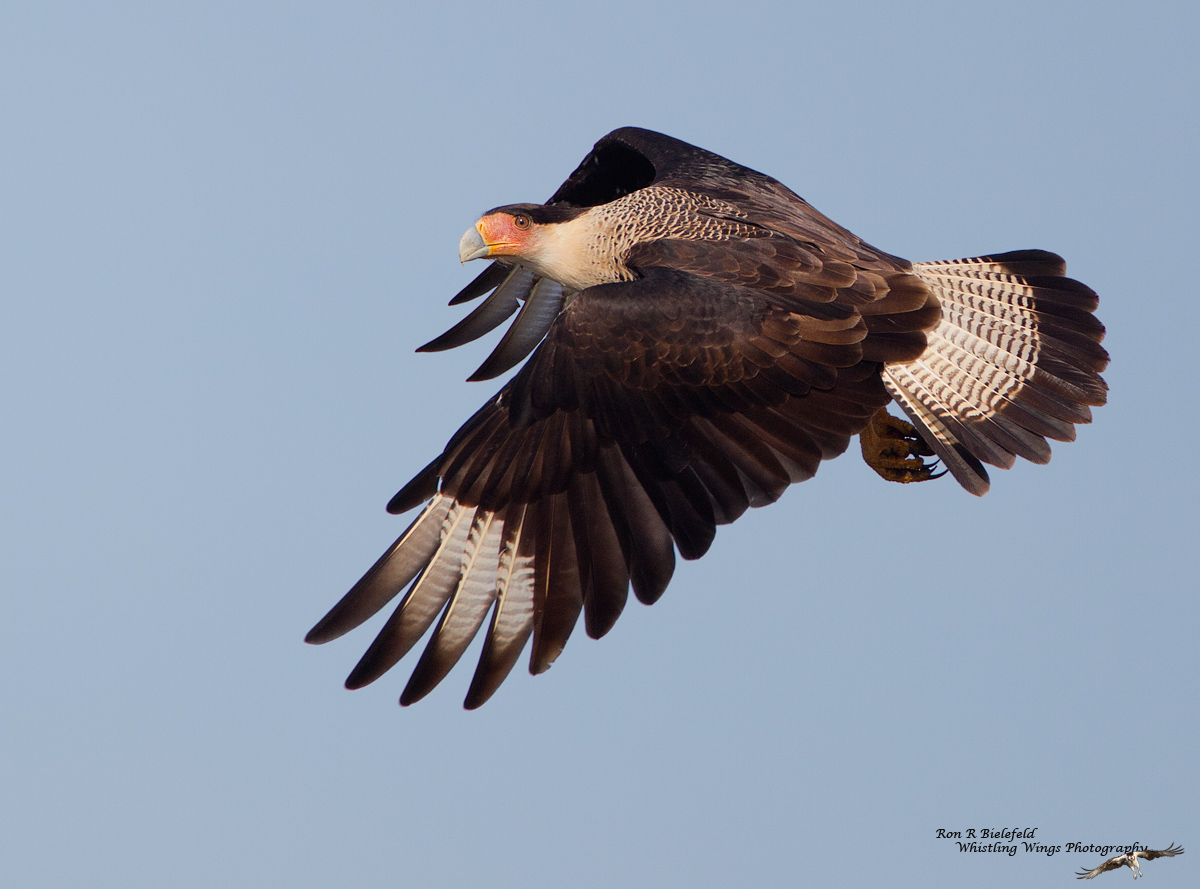 Caracara