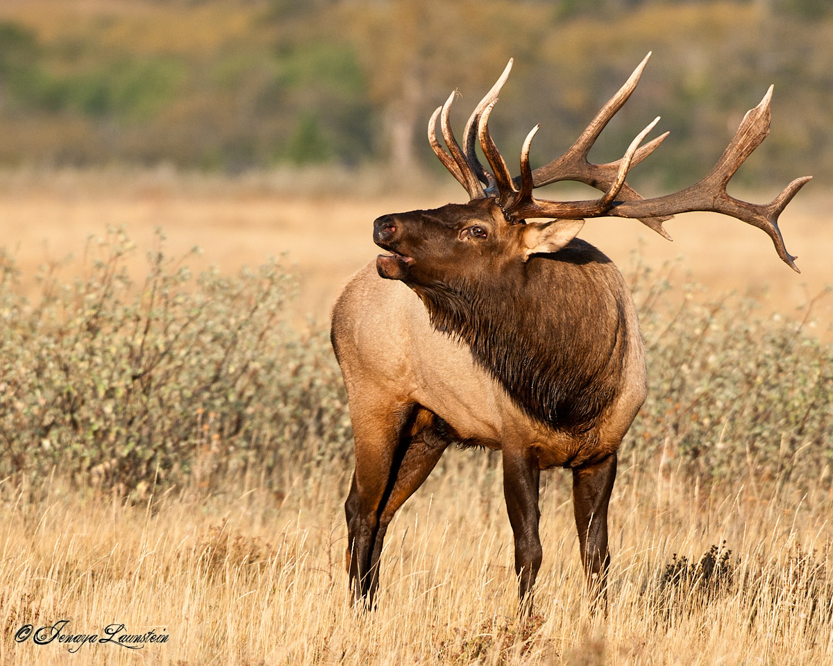 Waterton Bull