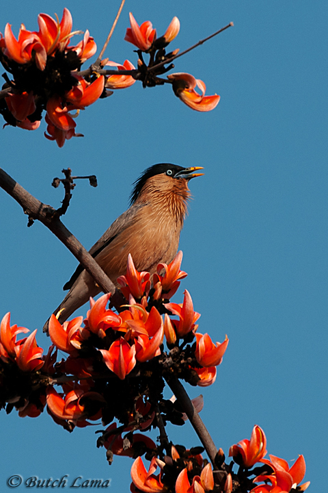 Starling on Fire