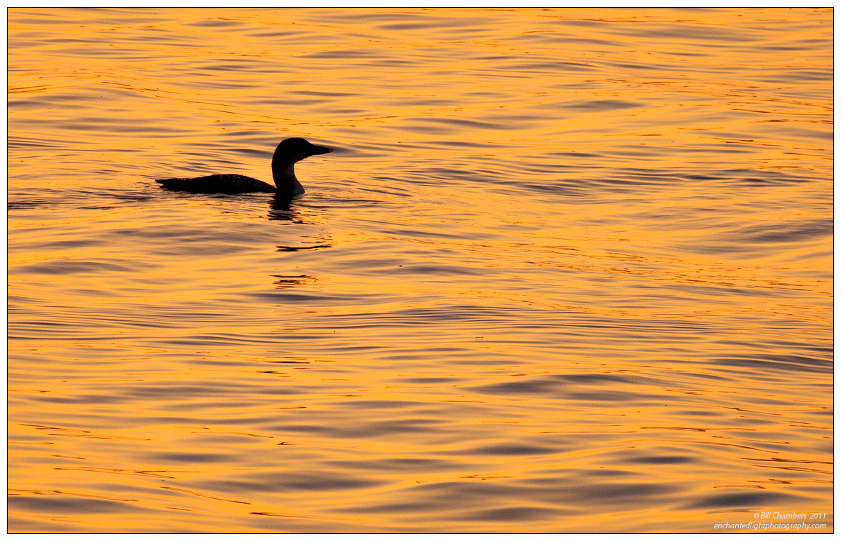 Bird Silhouette