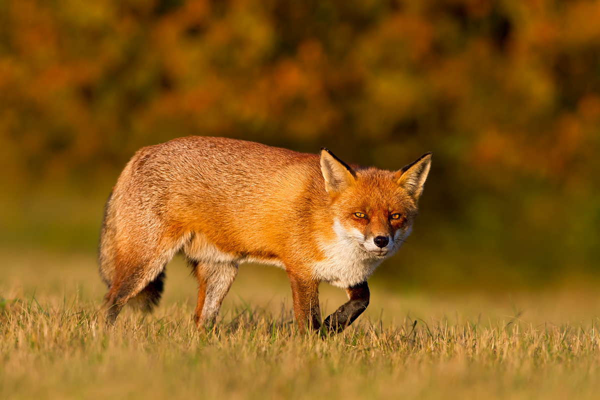 Autumn Fox