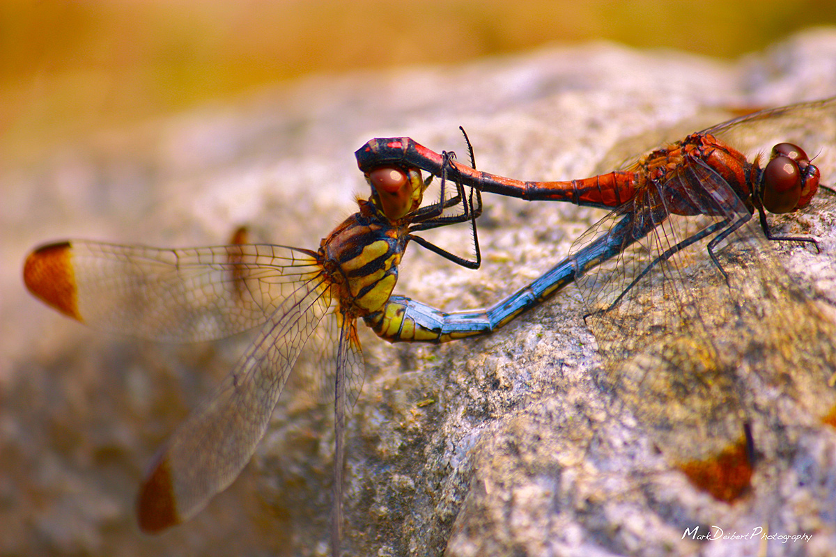 The Mating Game