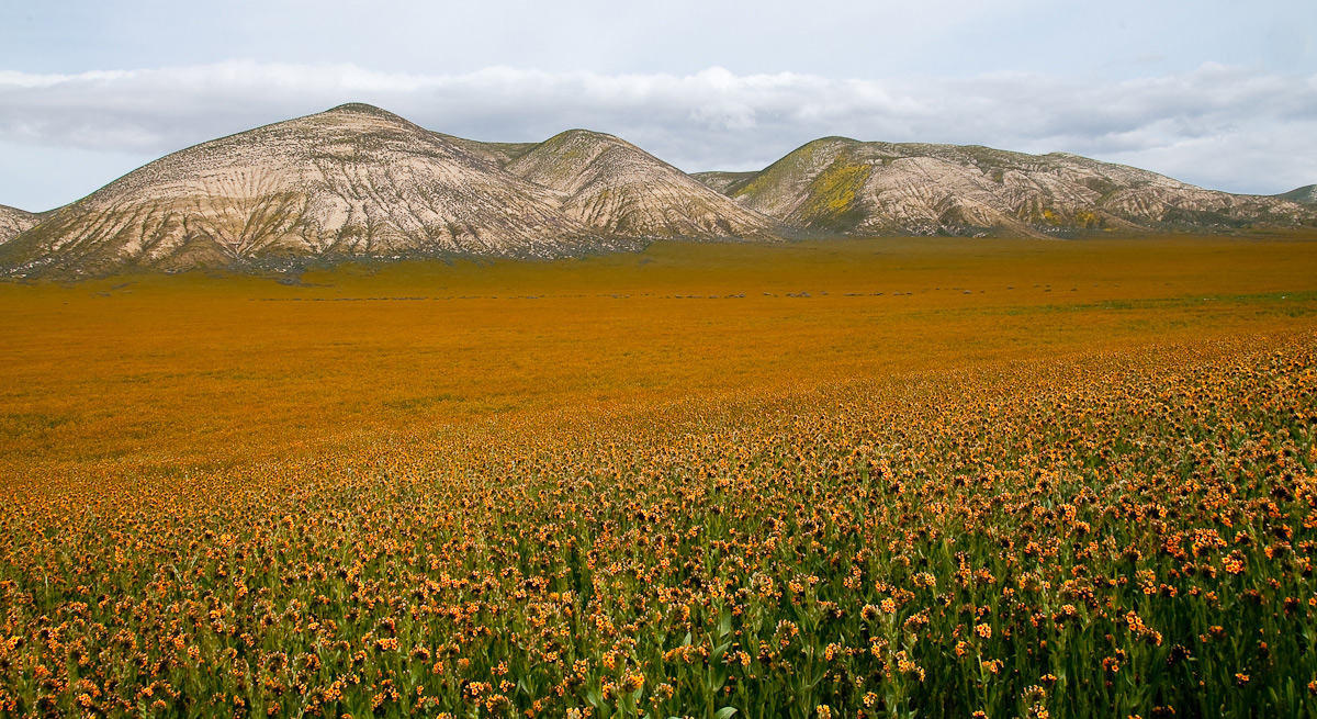 Flood of Fiddlenecks