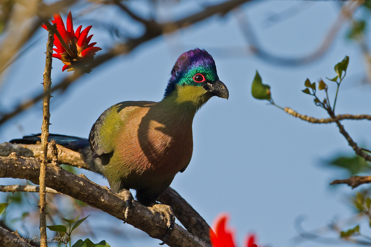 Not Exactly a Sunbird!