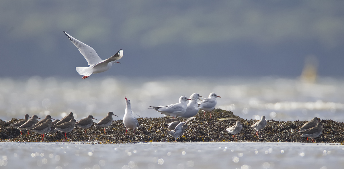 Birdscape