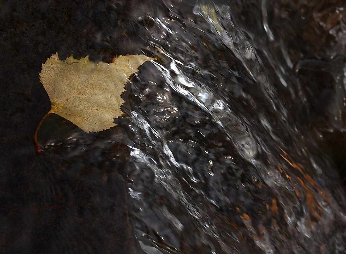 Leaf - REPOST