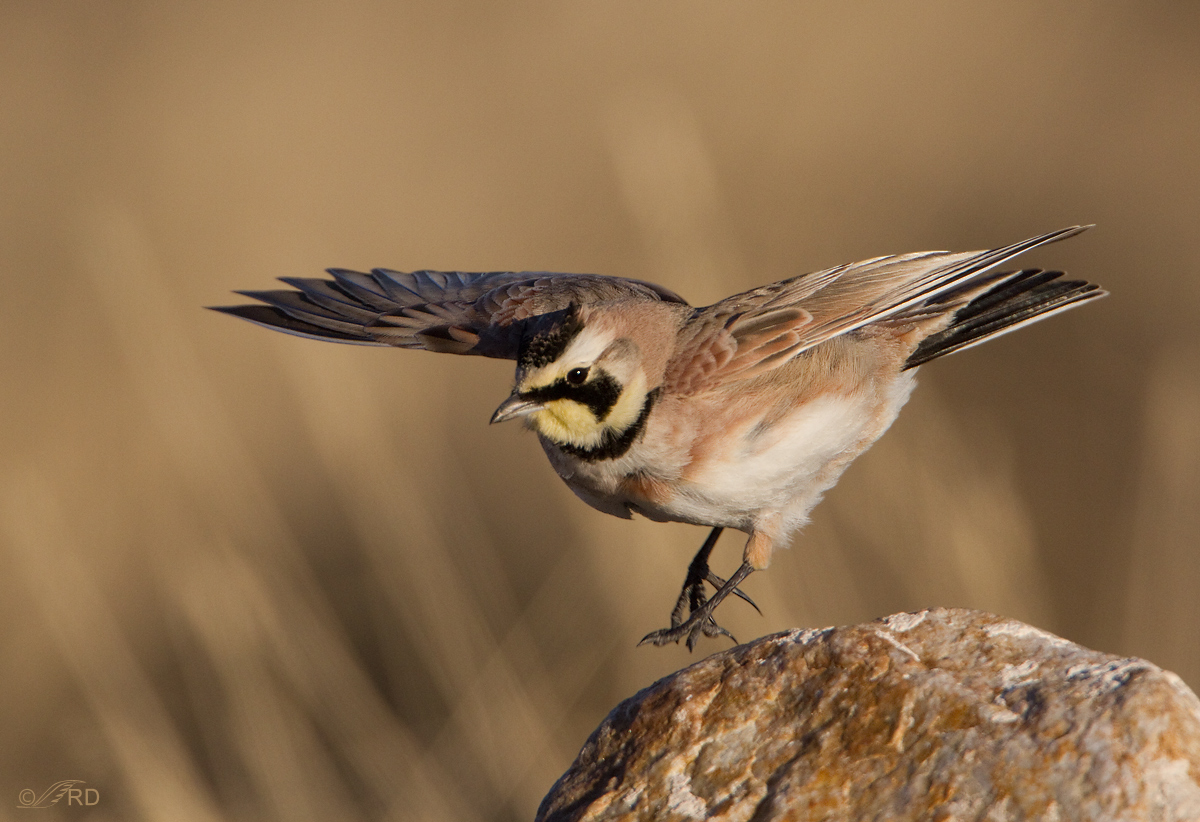 Horned Lark