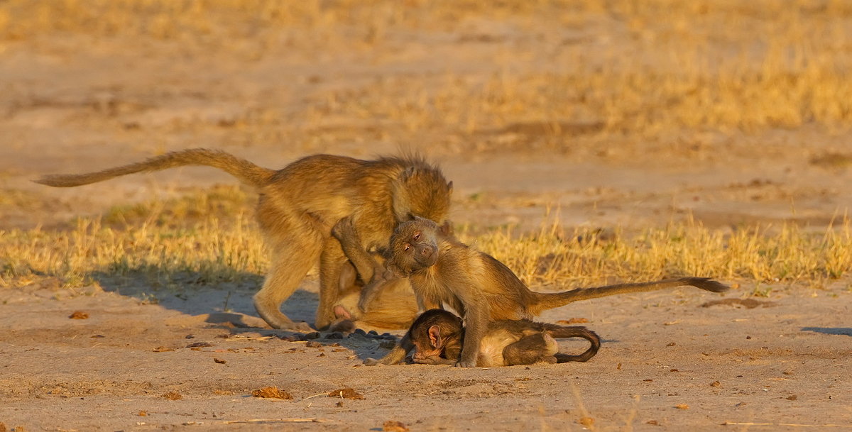 Baboon Play