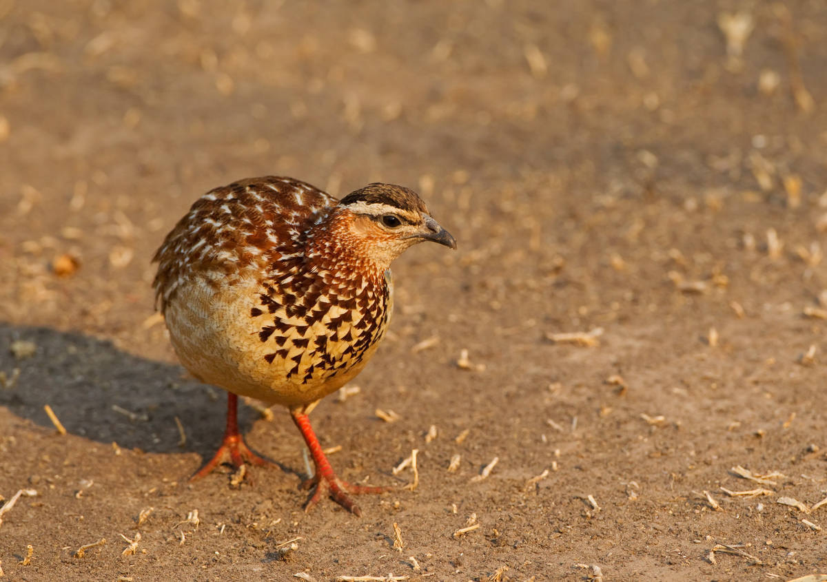 Crested Francolin