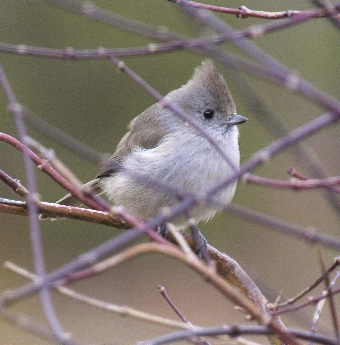An Attitude Bird