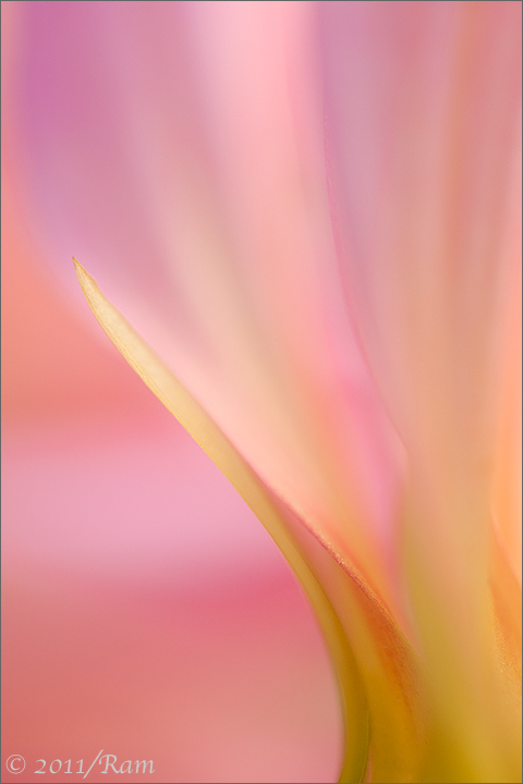 Dahlia Abstract 4