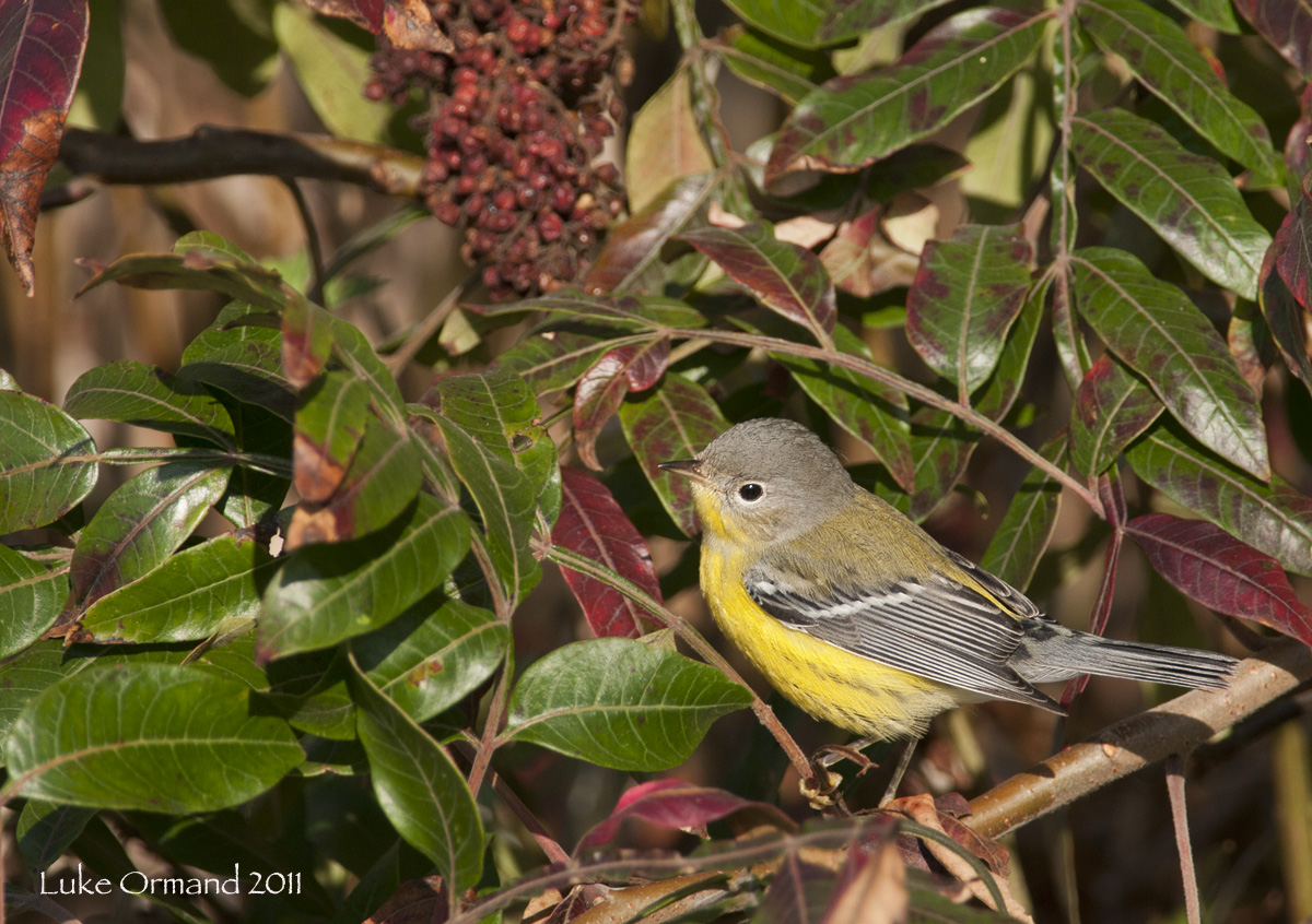 Mangolia Warbler