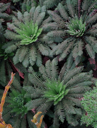Aerial Tree Ferns/Repost