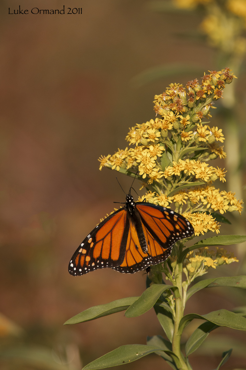Monarch