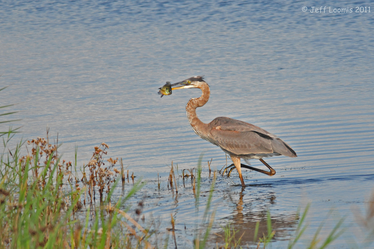 Great Blue(gill) Heron