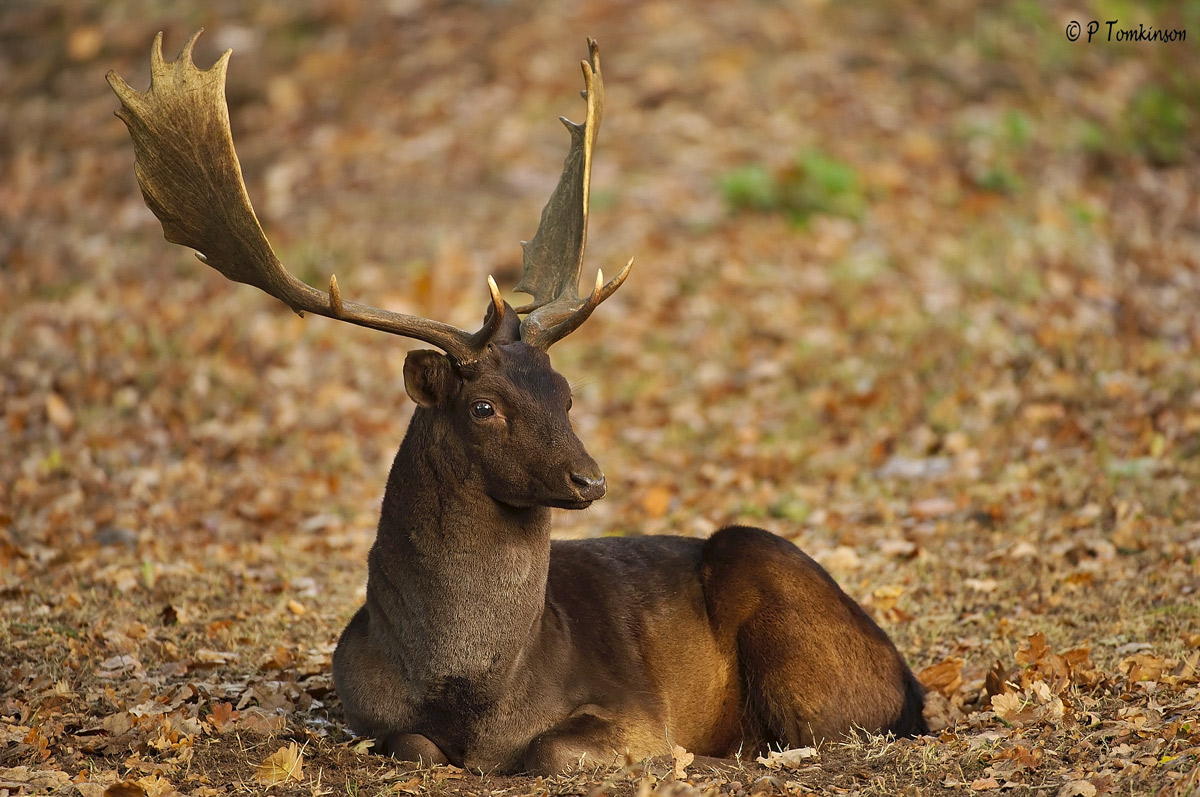 Fallow Deer