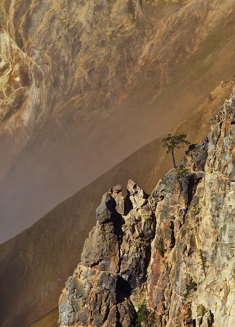 Lone Tree - Yellowstone 