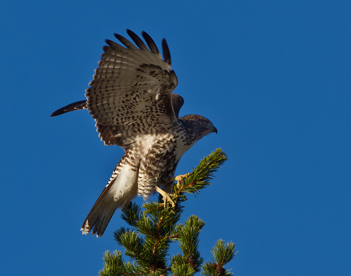 Red Tail Hawk