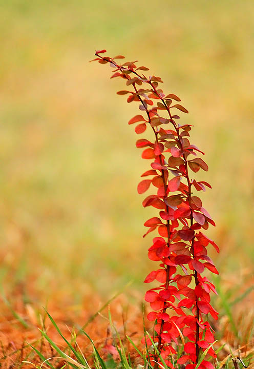 Colorful intruder