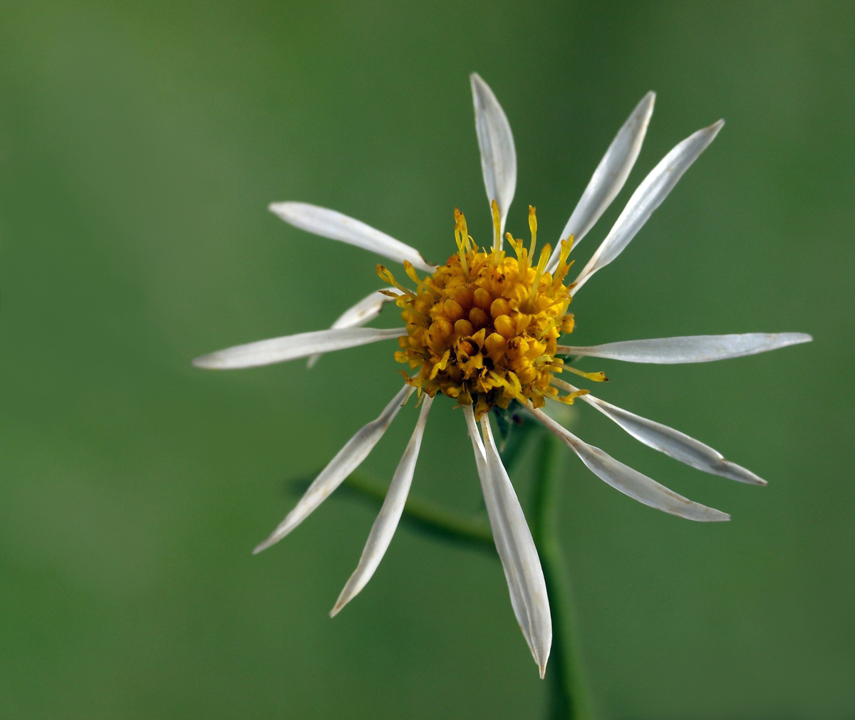 Dry ground wildflower