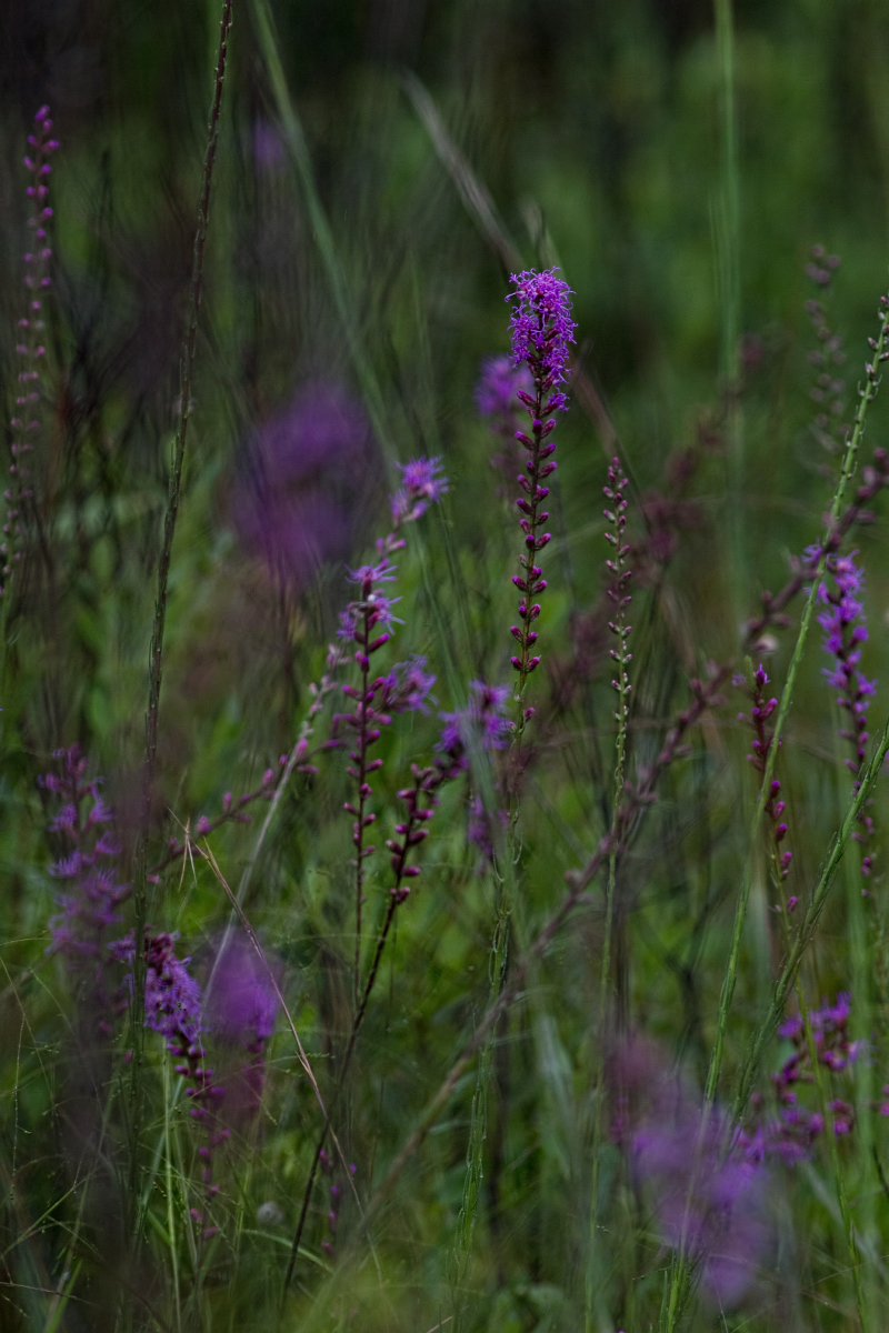 Rainy Day Purple