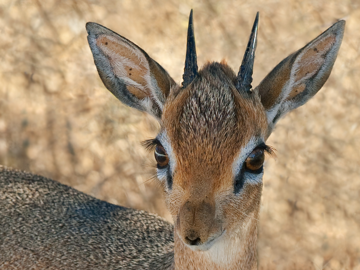 Dikdik