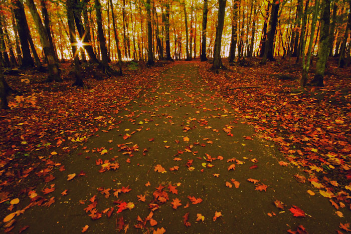 Pathway to the lake