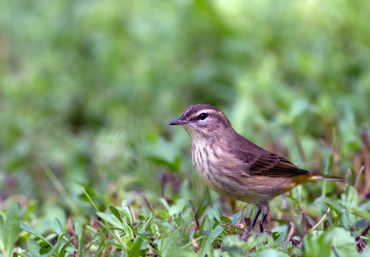Palm Warbler + repost
