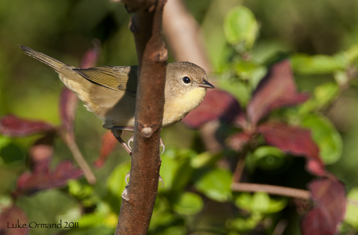 Yellow Warbler