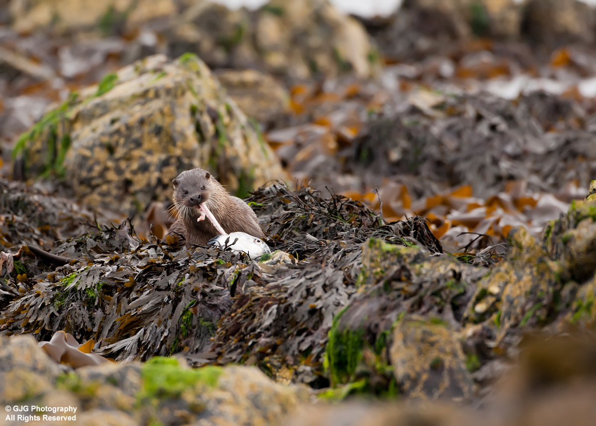 Otter 
