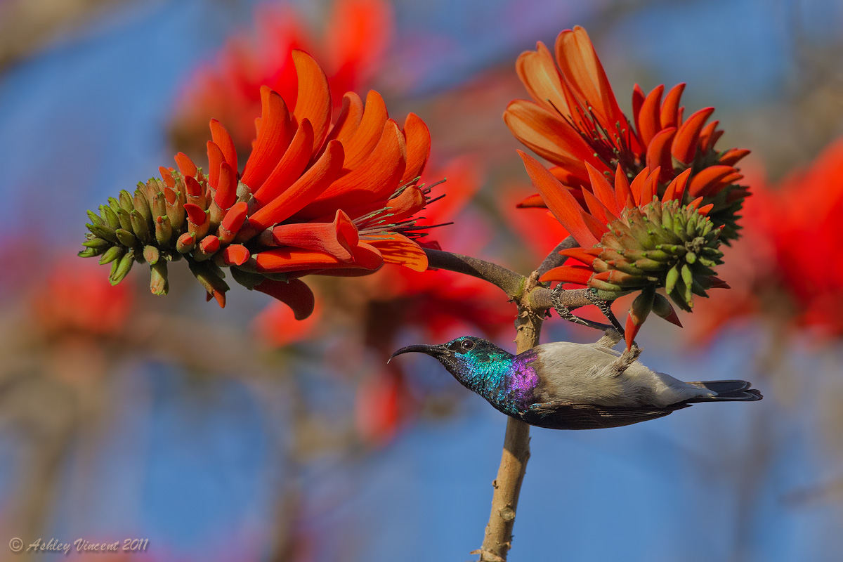Sunbird on Coral